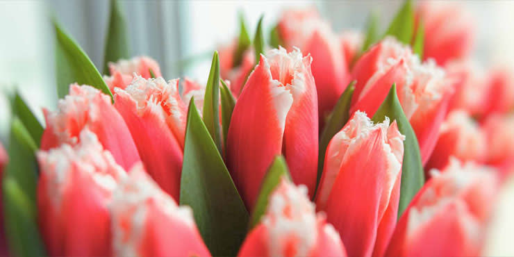 17 Best San Diego Florists Expertise