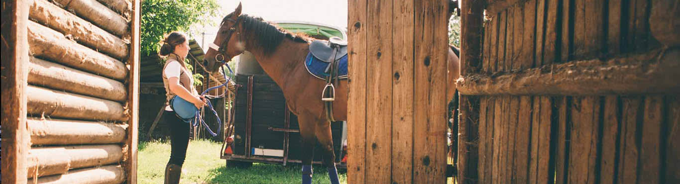 9 Best Colorado Springs Horse Boarders Expertise