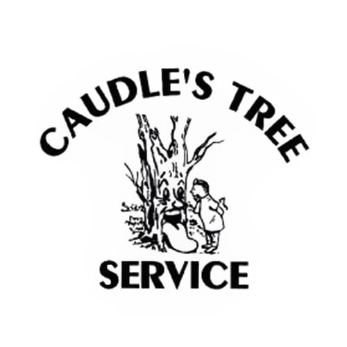 9 Best Salem Tree Service Professionals Expertise