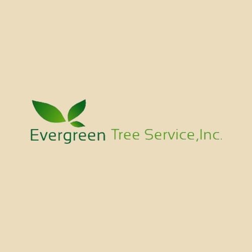 18 Best Tampa Tree Service Professionals Expertise 18 Best Tampa Tree Service Professionals Expertise