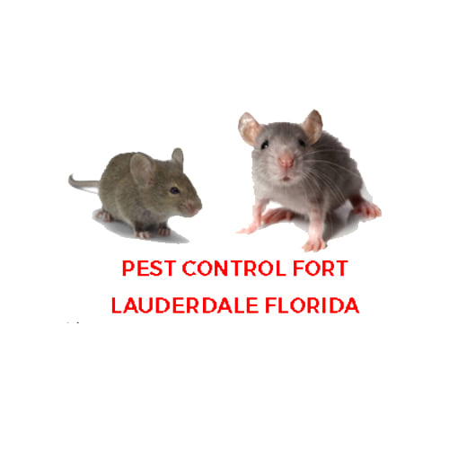 12 Best Fort Lauderdale Pest Control Companies | Expertise