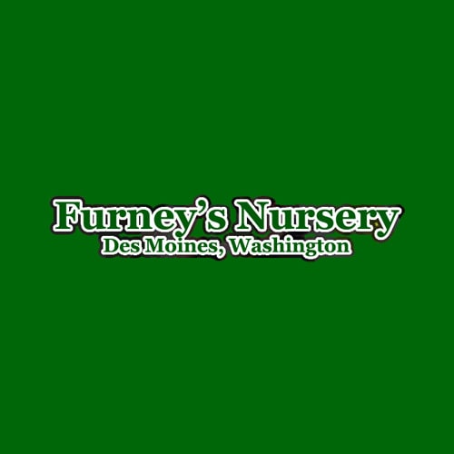 12 Best Seattle Garden And Nursery S Expertise Furney S Nursery