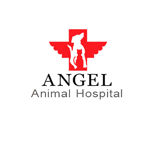 20 Best Springfield Veterinarians Expertise